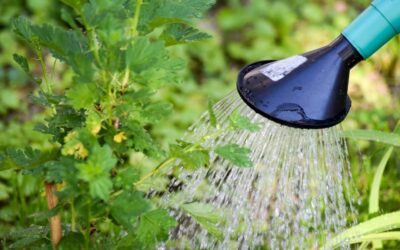 Water in Gardens: 15 Effective Water Saving Tips