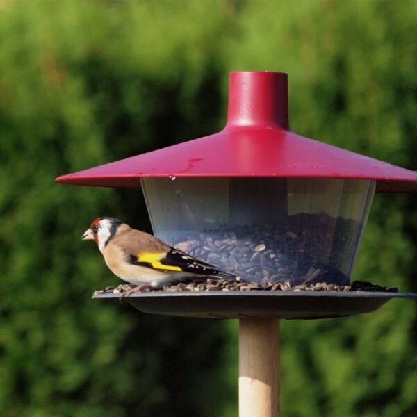 Red Roof Urbalive Bird Feeder with small bird