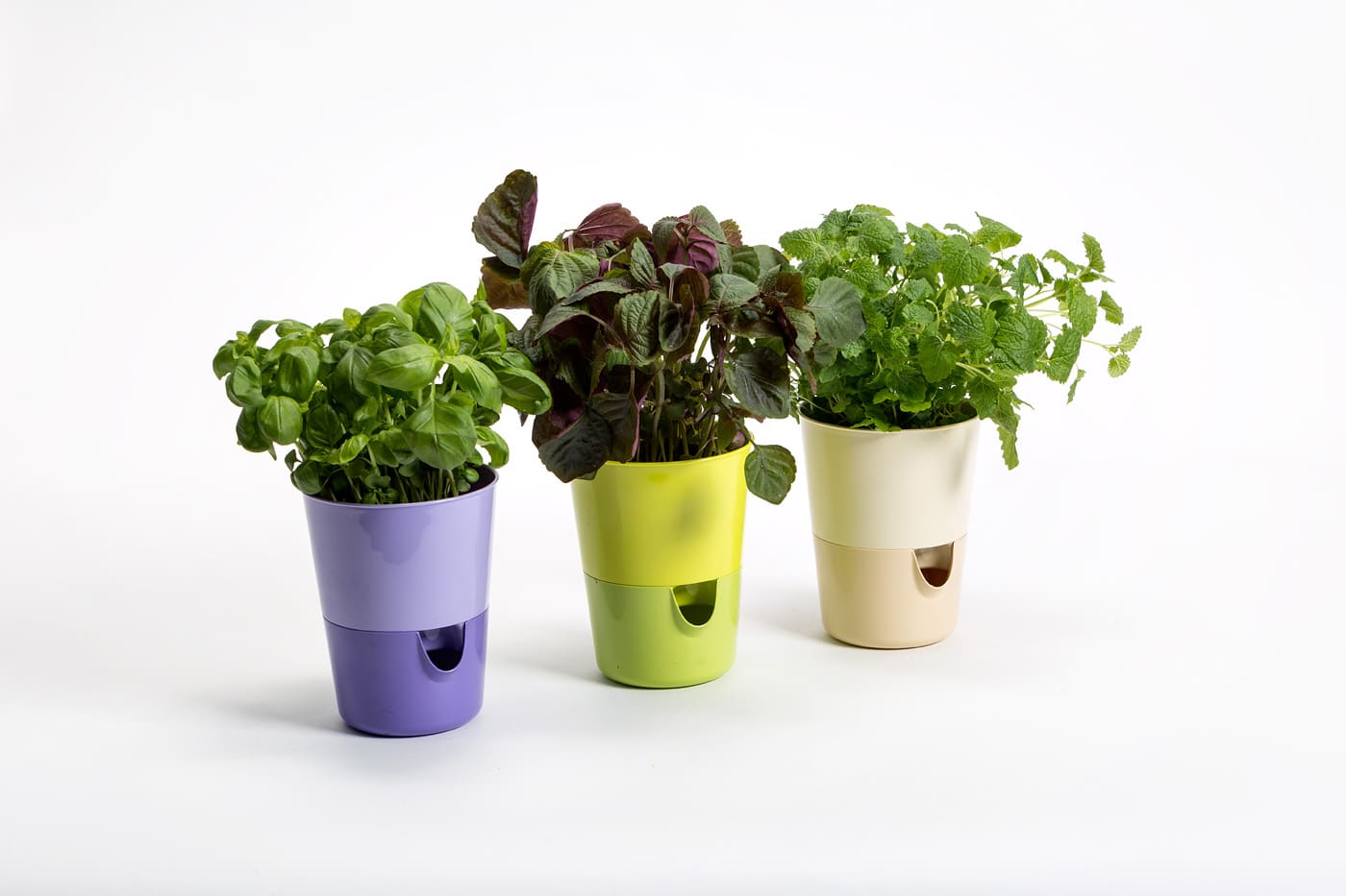 Rosemarin Grow Your Own Herbs Pots