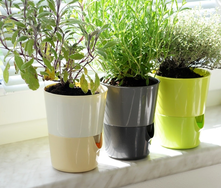 Rosemarin Herb Pots For Your Kitchen