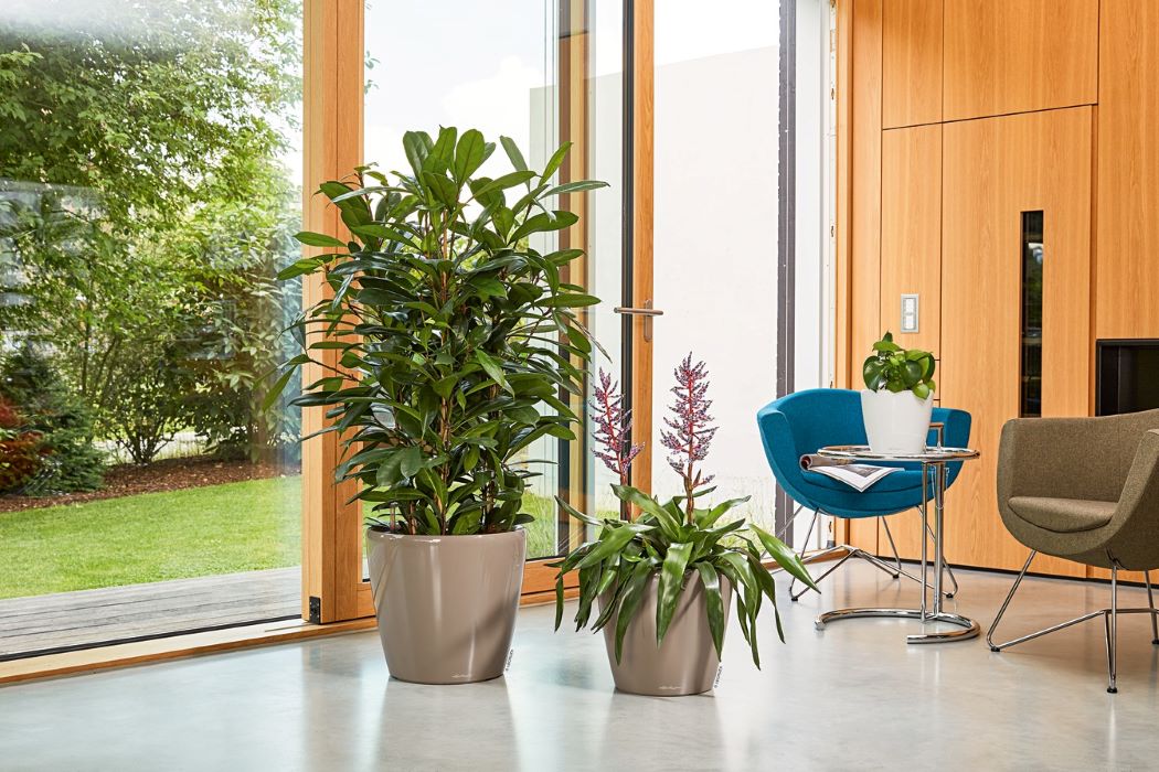 Can house plants improve air quality and well being?