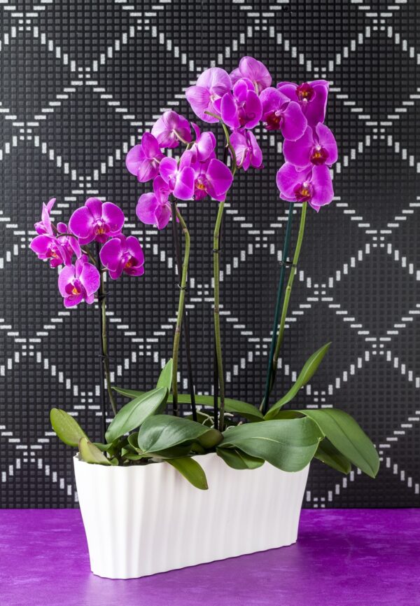 Pink Orchids in Triola Modern Indoor Planter