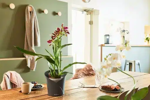 Grey Lechuza Orchid Plant pots self watering planter for table 510 x 340 Grey Lechuza Orchid Plant pots self watering planter for table