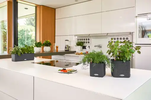 Grow Plants in indoor self watering plant pots 510 x 339 px Grow Plants in indoor self watering plant pots