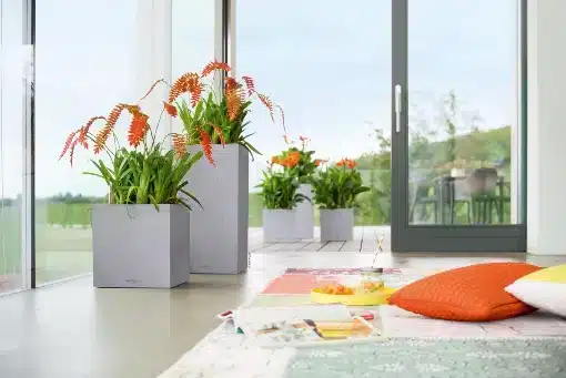 Grow Plants with Lechuza Canto Stone Grey Self watering planter pots 510 x 341 Grow Plants with Lechuza Canto Stone Grey Self watering planter pots
