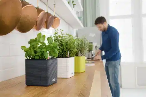 Herbs planted in self watering plant pots 510 x 340 px Herbs planted in self watering plant pots