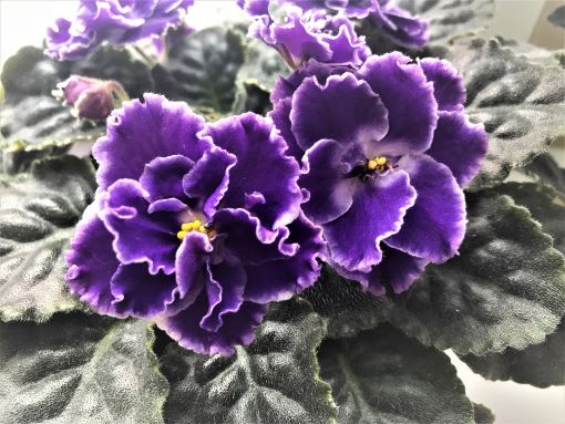 African Violets, lighting, indoor plants 