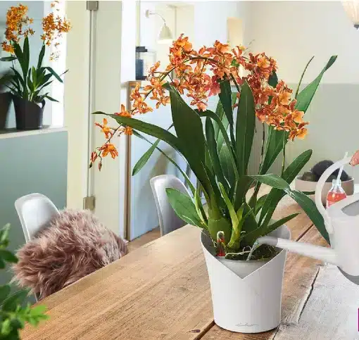 House plants as air purifiers