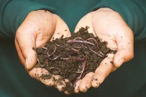 Water saving tips Clay based Soils  and sandy soils need compost