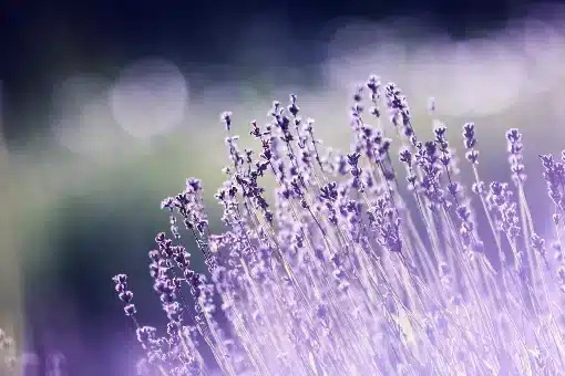 Lavender, drought resistant plants