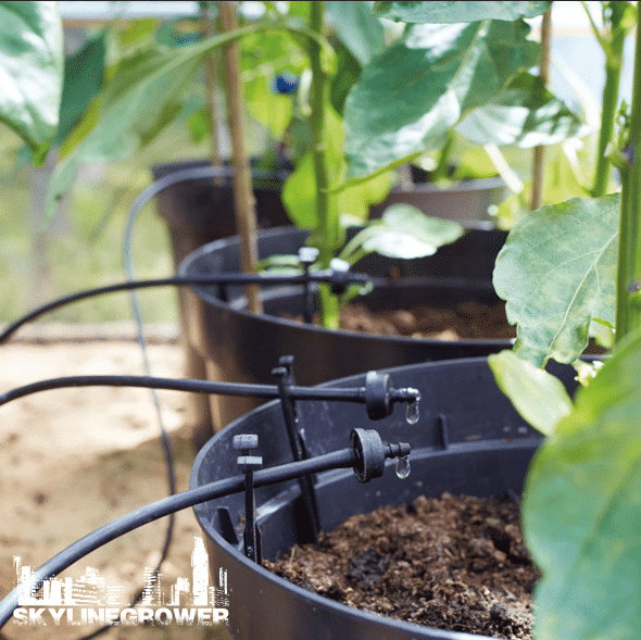 drip irrigation, water plants, more water 