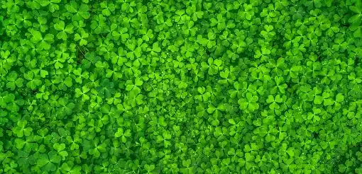 Clover , plant covers, 