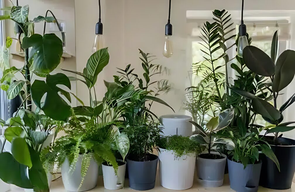 Indoor Gardening, indoor grow garden , indoor plants with grow lights, many plants 