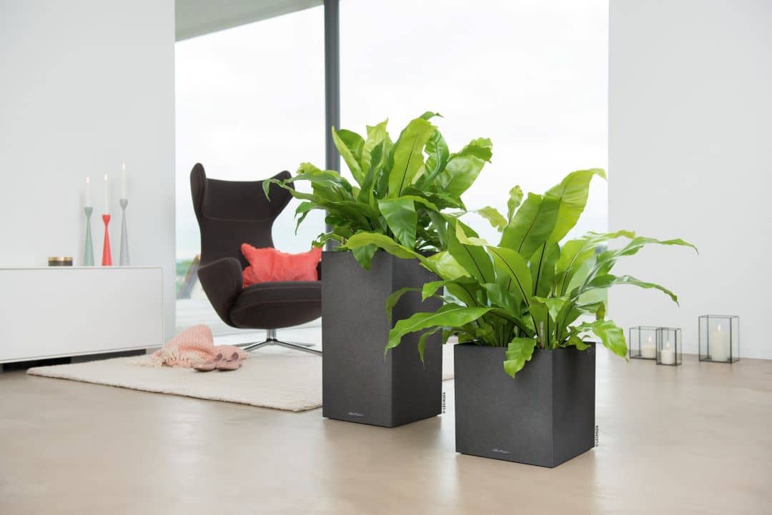 Grow Plants Indoors with Lechuza self watering planter pots 