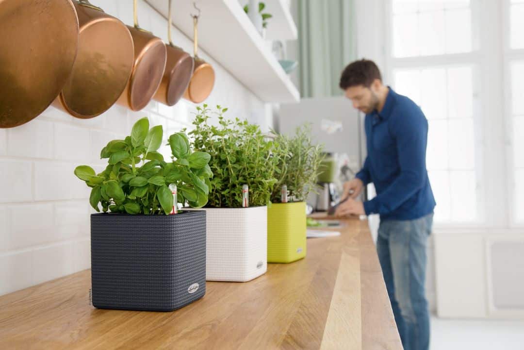 Herbs planted in self-watering plant pots 