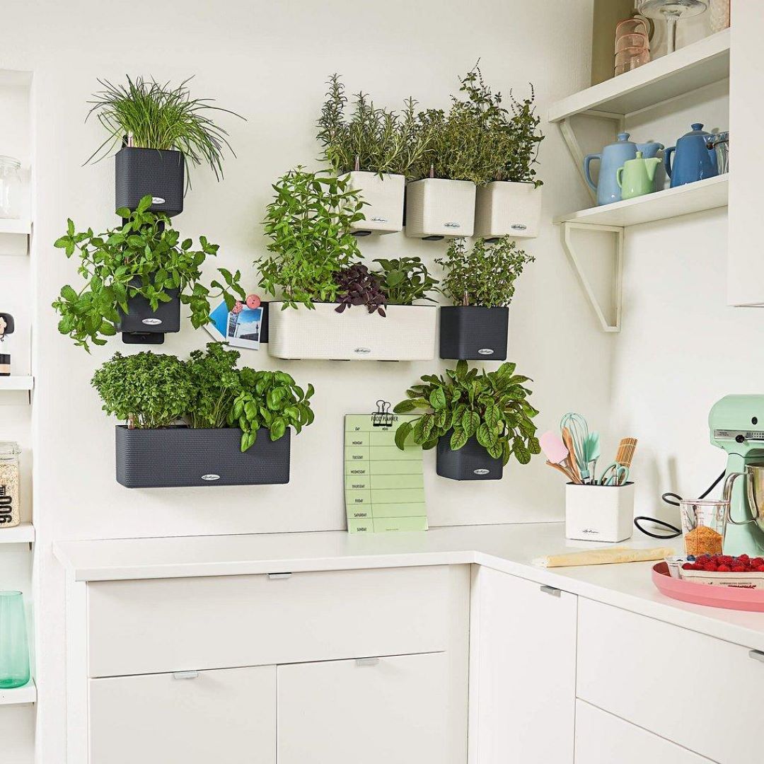 self watering planters with herbs grouped together in kitchen for winter months 