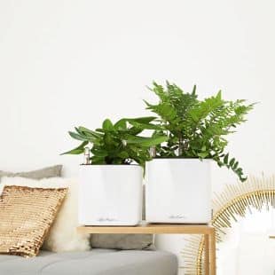 Modern White Glosy Indoor box  Plant Pots with planted house plants 
