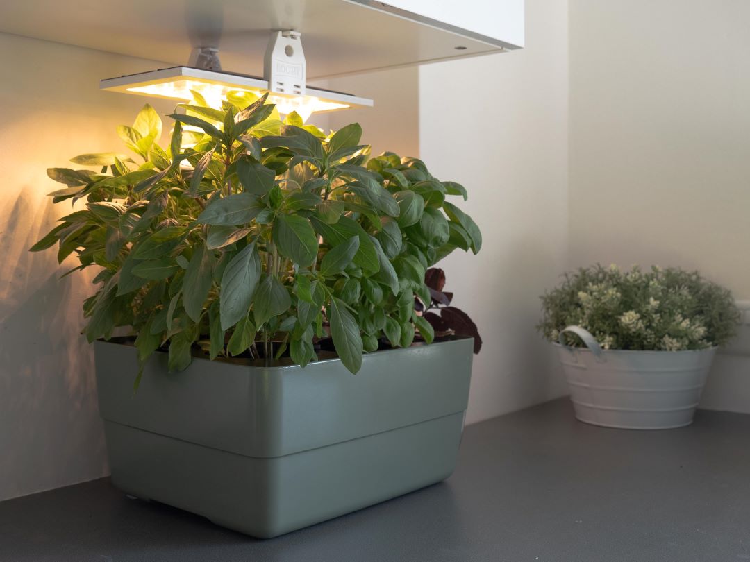 A smart garden with fresh herbs and indoor garden system