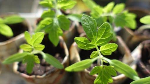 natural nutrients for seedlings with liquid fertilizer