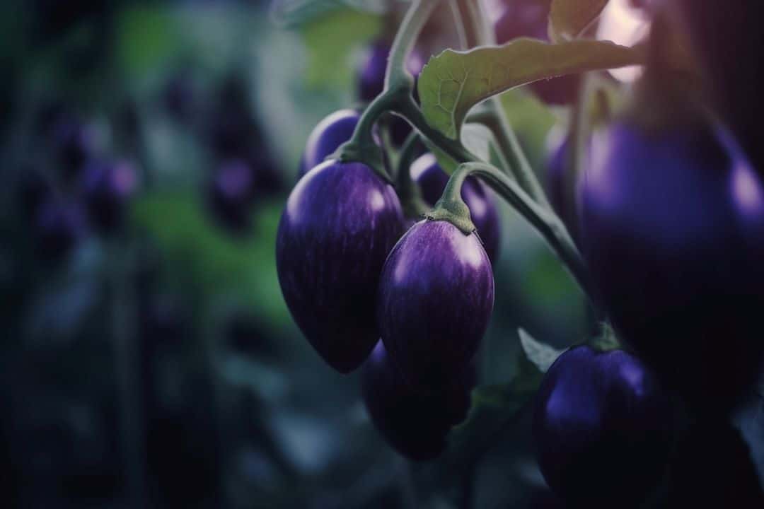 LED light bulb  with correct light spectrum , growing eggplants 